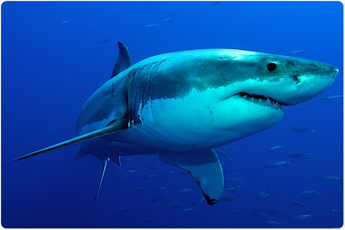 Great White Shark