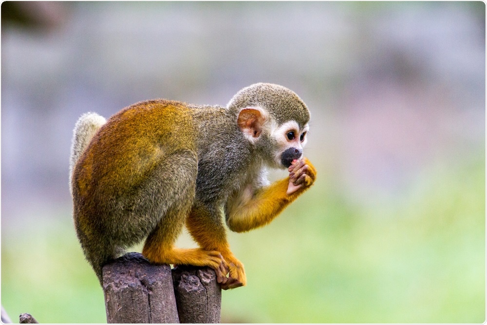 Squirrel Monkey