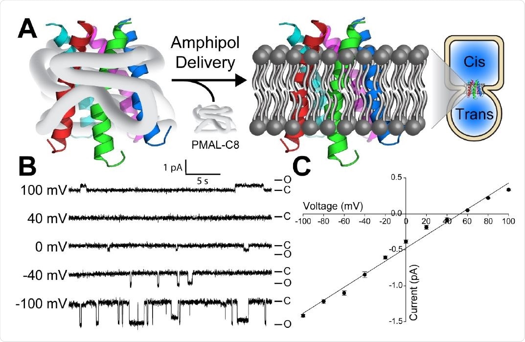 delivery of SARS-CoV-2 envelope protein from amphipol complexes to planar lipid bilayers. (A) Schematic of SARS-CoV-2 envelope protein (S2-E) delivered using amphipols for membrane protein insertion into planar lipid bilayers. (B) Representative single-channel current recordings of PMAL-C8 amphipol-delivered S2-E as a function of transmembrane electrical potential show ion channel activity in POPC:POPE (3:1) planar bilayers, where S2-E fluctuates between closed (C) and open (O) states. (C) The S2-E currentvoltage relationship identifies a conductance of 9.0 ± 0.3 pS and a reversal potential of 53 ± 3 mV in an asymmetric NaCl buffer, indicative of cation selectivity. Data represent three replicates. Error bars are SEM from the three distinct amphipol delivery experiments on different days.