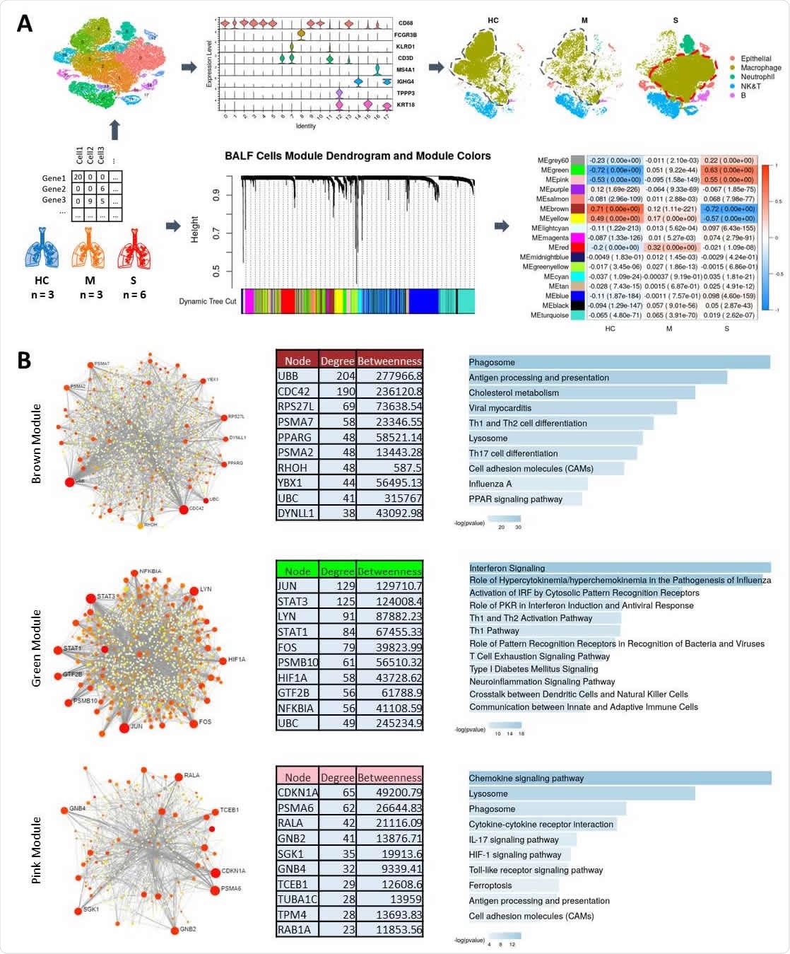 Transcriptomic Profiling and Weighted Gene Co-Expression Analysis (WGCNA}. Schematic of the workflow showing single cell data from Healthy Control (HC), Moderate (M), and Severe (COVID-19) cases used for broad cell types clustering and WGCNA to identify modules significantly correlated with disease severity. Also, note the change in clustering and separation of macrophage portion in Severe cases. (A). PPI networks and pathway functional enrichments for genes in highly correlated modules are shown for Brown, Green, and Pink modules (B}.