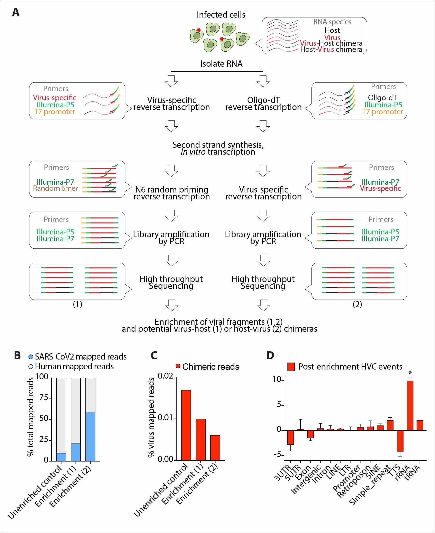 Experimental enrichment for viral containing fragments does not enrich for HVC events. (A) Schematic presentation of viral RNA enrichment from infected host cells. Cellular RNA from infected cells comprises host RNA, viral RNA and presumably any fusion RNA between virus and host. A pool of oligo probes that are specific to SARS-CoV2 were used in a series of reverse transcription, in vitro transcription and PCR amplification steps to amplify viral RNAs and potential virus-host (1) or host-virus (2) chimeras (see Methods). (B) Viral reads in the indicated libraries from SARS-CoV2-infected Calu-3 cells as a proportion of the total reads mapped to the chimeric genome. (C) HVC reads in the indicated libraries from SARS-CoV2- infected Calu-3 cells as a proportion of the total reads mapped to the SARS-CoV2 genome. (D) Distribution of genomic features in the human segment of HVC events detected after enrichment for viral-containing transcripts. * p<0.05 by Wilcoxon test.