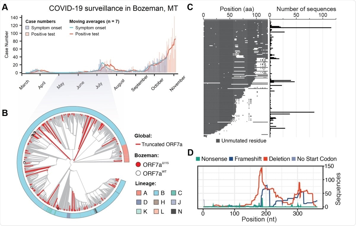 SARS-CoV-2 genomic surveillance identifies global reoccurrence of ORF7a truncations. A) Symptom onset (purple) and PCR-based SARS-CoV-2 test results (coral) for patients in Bozeman, Montana are shown with vertical bars. Seven day moving averages, shown with lines, were used to indicate epidemiological trends. B) Phylogenetic analysis of SARS-CoV-2 genomes sampled in Bozeman and globally. The tree was constructed from an alignment of 56 Bozeman samples and 4,871 genomes subsampled from GISAID. Subsampling was performed using Augur utility (Nextstrain) by selecting 10 genomes per country per month since the start of the pandemic. Red branches identify truncated ORF7a variants (n= 205) detected in the global data and merged into the alignment. The red dot highlights seven of the 56 ORF7a variants that were isolated in Bozeman between April and July (2020). White dots highlight 49 viral genomes isolated in Bozeman that have wild-type ORF7a sequences. C) Alignment of unique ORF7a protein sequences with five or more mutations as compared to the SARS-CoV-2 reference strain (Wuhan-Hu-1). Conserved residues are depicted in gray, while mutations and deletions are shown in white. The frequency of each genotype is shown on the right. D) Distribution of different mutations that occur along the ORF7a coding sequence.