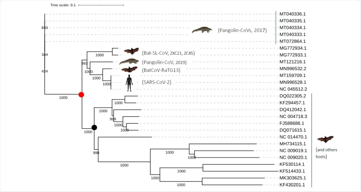 Phylogenetic tree of the closely related SARS-CoV-2 coronaviruses based on complete genomes
