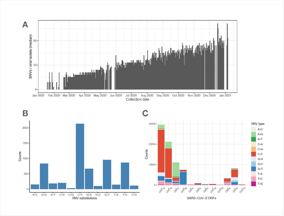 SARS-CoV-2 viral genomes accumulate specific sets of SNVs over time. (A) Frequency histogram showing the steady increase of SNVs called per viral isolate over time (Collection Date), indicating their aggregation in SARS-CoV-2 genomes. (B) Distribution of substitutions at unique SNVs. Two of the most frequent SNV substitutions, C>T and A>G, have been previously associated with APOBEC and ADAR deaminase activities, on the SARS-CoV733 2 ssRNA(+) genome or its dsRNA intermediate, respectively. (C) Graphical representation of SNV substitution profiles at various SARS-CoV-2 ORFs, illustrating intrinsic mutational bias for C>T dominating the mutation pattern in some ORF’s (i.e. 1a and 1b), but being masked (likely by selection) in other ORF’s like ORF2 encoding Spike region.