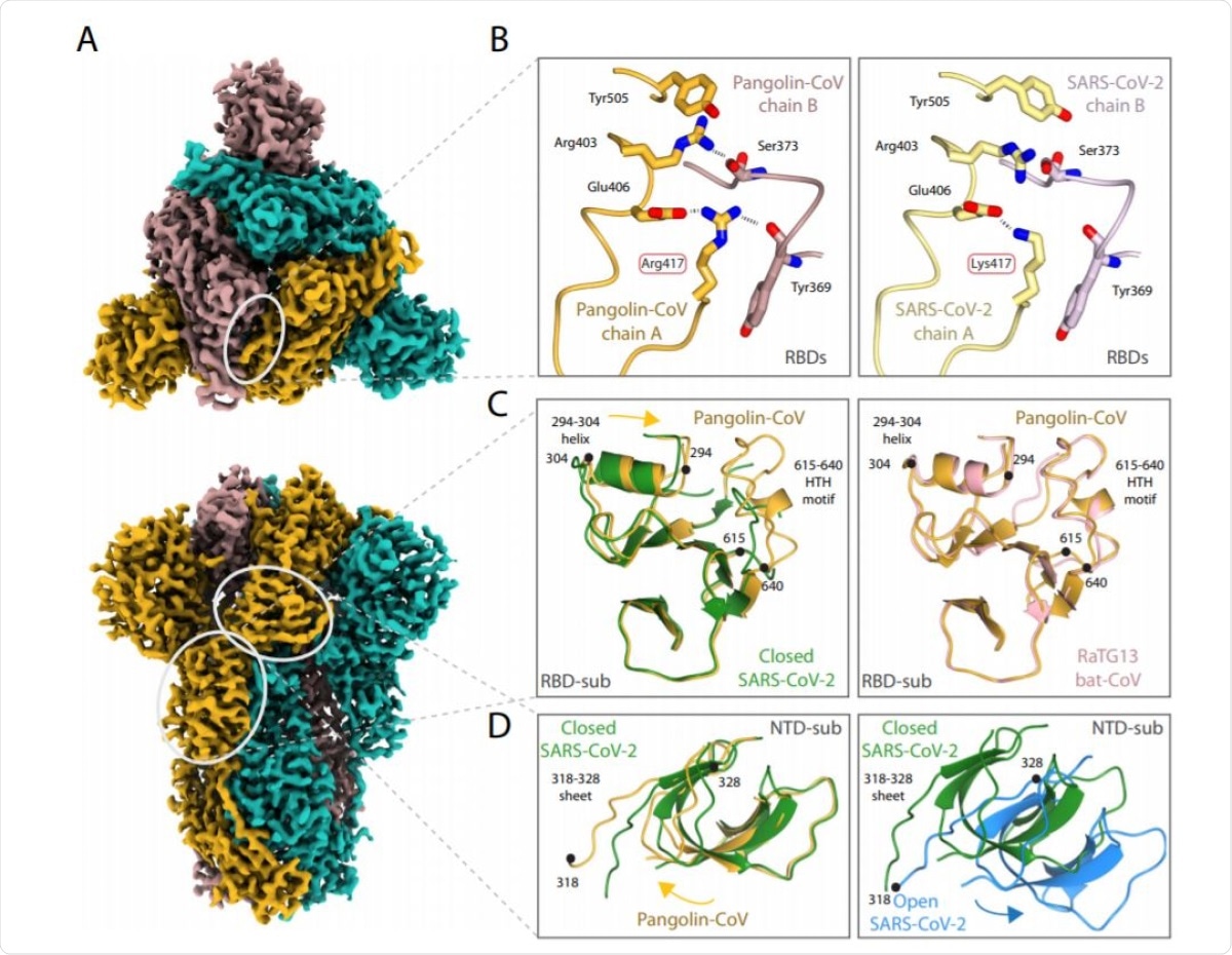 Structure of Pangolin-CoV spike protein. A EM density representation from the 2.9 Å map of Pangolin-CoV S viewed from down the three-fold axis (top panel) and in the orthogonal view (lower panel). The subunits are coloured in sea blue, golden and rosy brown. The white ovals identify the areas shown in molecular representation on the right. B Comparison of the RBD/RBD interface from the pangolin-CoV (left) and SARS-CoV-2 S (PDB: 6ZGE, right) highlighting the Arg417Lys substitution. C Comparison of the RBD-associated subdomains of the pangolin-CoV (golden) and closed form of SARSCoV-2 (green) in the left hand panel, showing the different positioning of the 294–304 helix and the presence of the 615–640 helix-turn-helix in the pangolin structure and, in the right hand panel, the overlap of the same Pangolin-CoV S structure (golden) with the corresponding region from the RaTG13 (PDB: 6ZGF) (pink). D Comparison of (left) the NTD-associated subdomain of Pangolin-CoV (golden) with that of the closed form of SARS-CoV-2 (green) showing the different domain orientations between them; (right) the closed (green) and open (blue) conformations of the NTD-associated subdomain of SARS-CoV-2 showing that the shift in orientation of the NTD-associated subdomain on spike opening is in the opposite direction to the shift seen between the Pangolin-CoV and closed SARS-CoV-2 conformations shown in the left panel.