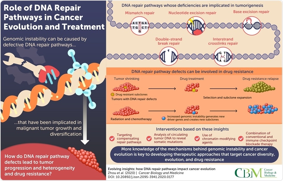 Scientists examine DNA repair pathways and their impact on cancer evolution