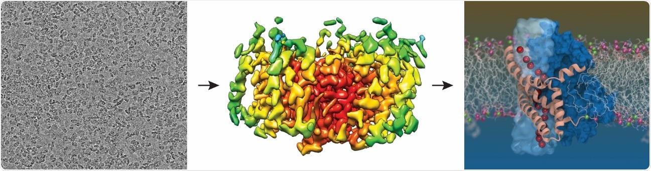 Scientists reveal the structure of glutamate transporter in our cells
