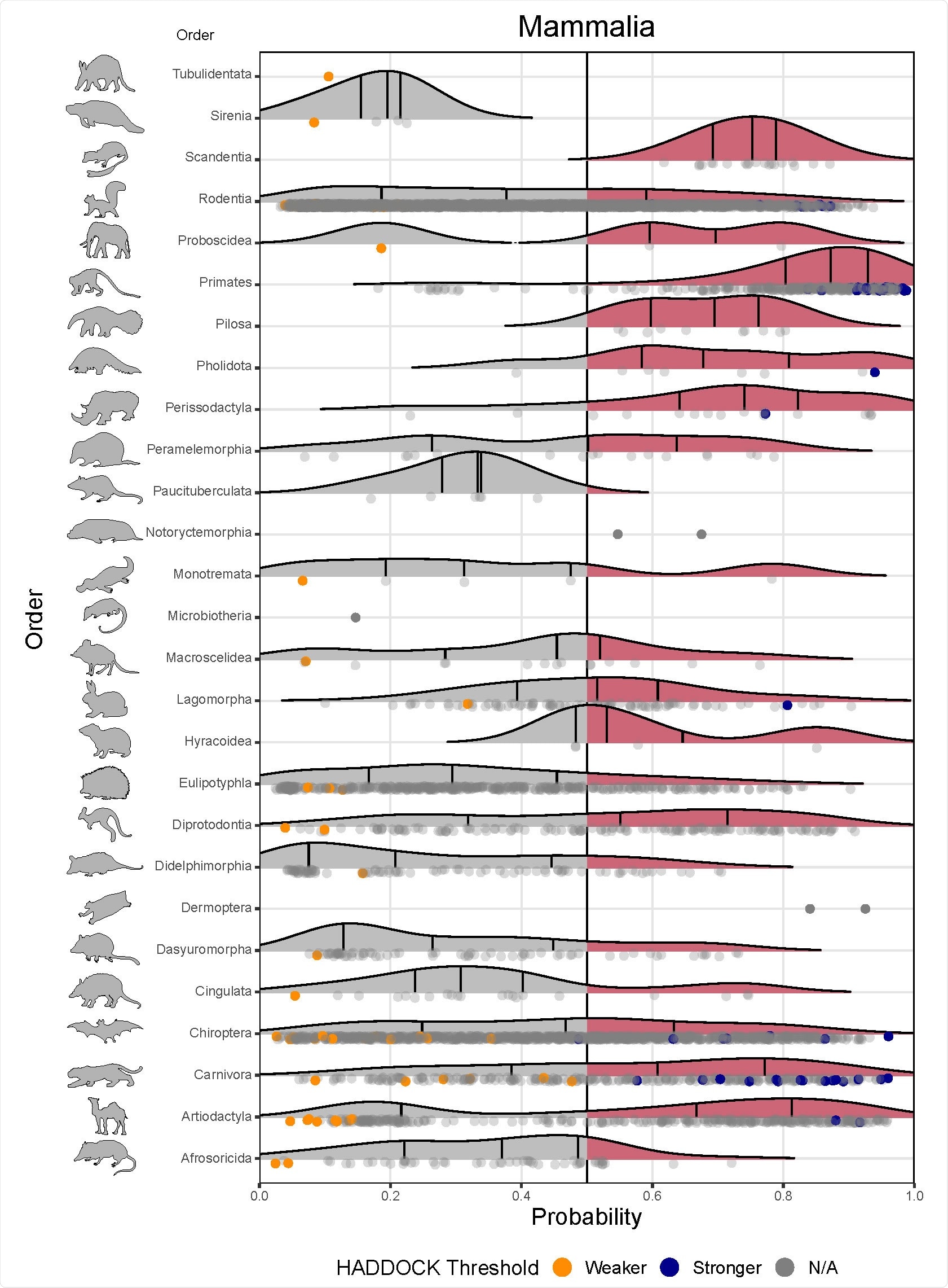 Ridgeline plots showing the distribution of predicted zoonotic capacity across mammals. 379 Predicted probabilities for zoonotic capacity across the x-axis range from 0 (likely not susceptible) to 1 380 (zoonotic capacity predicted to be the same or greater than Felis catus), with the vertical line representing 381 0.5. The y-axis depicts all mammalian orders represented by our predictions. Density curves represent 382 the distribution of the predictions, with those parts of the curve over 0.5 colored pink and lines 383 representing distribution quartiles. The predicted values for each order are shown as points below the 384 density curves. Points that were used to train the model are colored: orange represents species with weaker predicted binding, blue represents species with stronger predicted binding. Selected family-level 386 distributions are shown in the two figure supplements for this figure.