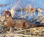 Free-ranging minks exhibit high titers of SARS-CoV-2 antibodies in Utah
