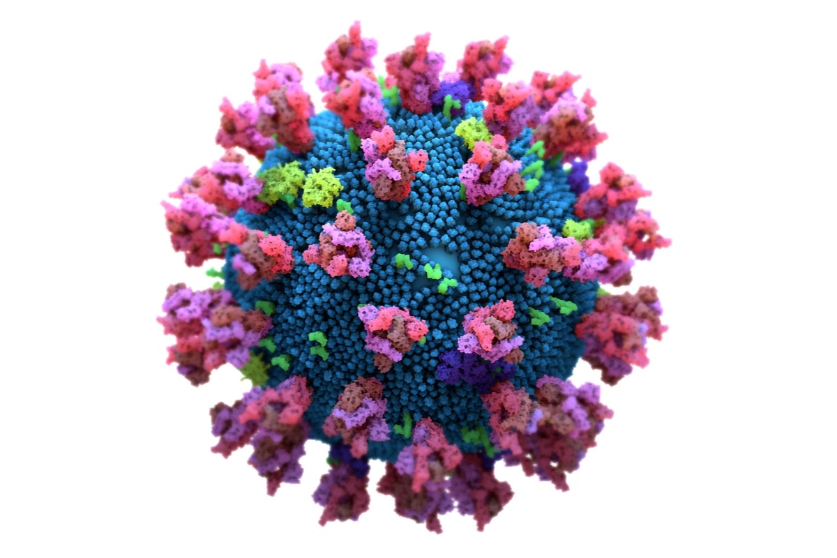 Study: Single-Domain SARS-CoV-2 S1 and RBD Antibodies Isolated from Immunized Llama Effectively Bind Targets of the Wuhan, UK, and South African Strains in vitro. Image Credit: Design_Cells / Shutterstock