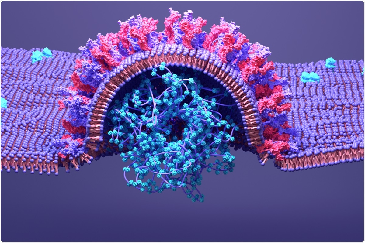 Study: How the replication and transcription complex of SARS-CoV-2 functions in leader-to-body fusion. Image Credit: Design_Cells / Shutterstock