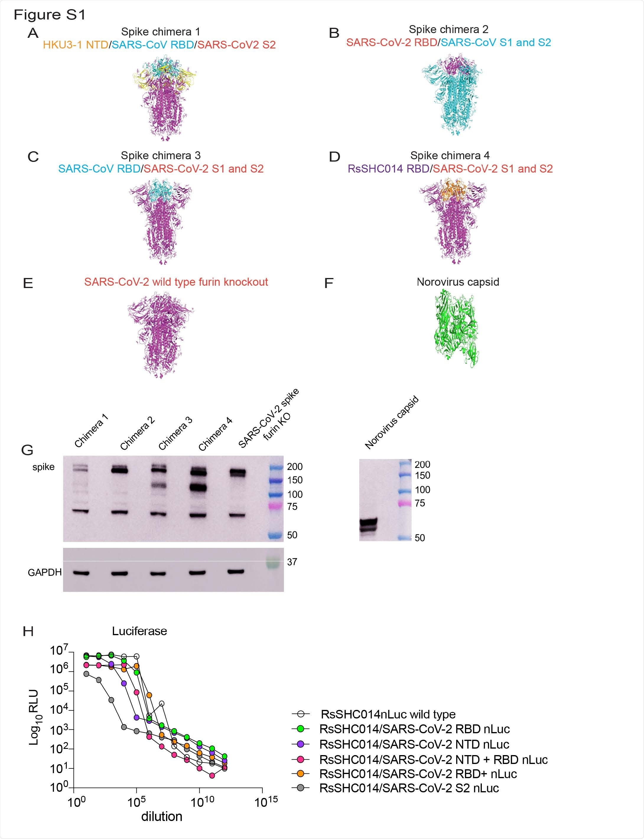 Chimeric spike constructs from sarbecoviruses. (A) Spike chimera 1 includes the NTD from HKU3-1, the RBD from SARS-CoV, and the rest of the spike from SARS-CoV-2. (B) Spike chimera 2 includes the RBD from SARS-CoV-2 and the NTD and S2 from SARS CoV. (C) Spike chimera 3 includes the RBD from SARS-CoV and the NTD and S2 SARS-CoV 2. (D) Spike chimera 4 includes the RBD from RsSHC014 and the rest of the spike from SARS CoV-2. (E) SARS-CoV-2 furin KO spike vaccine and (F) is the norovirus capsid vaccine. (G). Protein expression of chimeric spikes, SARS-CoV-2 furin KO, and norovirus mRNA vaccines. GAPDH was used as the loading control. (H) Nanoluciferase expression of RsSHC014/SARS CoV-2 chimeric spike live viruses.