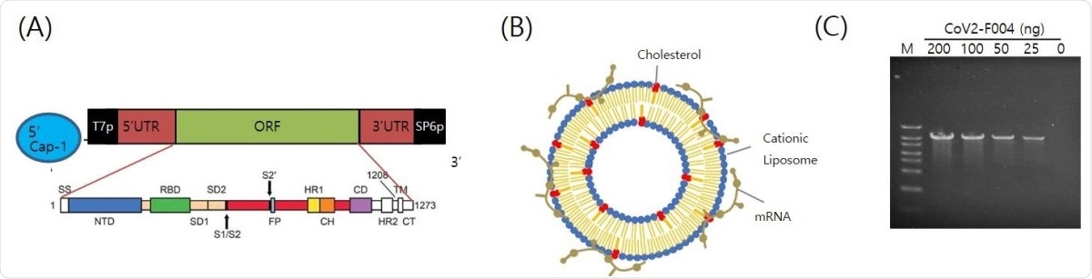 The structure of EG-COVID vaccine (A) A schematic illustration of antigen coding mRNA Cov2-F004 structure. (B) Schematic illustration of the structure of EG-COVID. (C) The functionality of CoV2-F004 Structure. In vitro transcription of CoV2-F004 showed the increase of transcript according to CoV2-F004 amount used in the transcription. M; size marker.