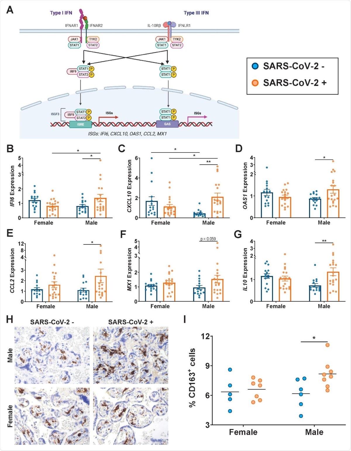 Male-specific upregulation of interferon stimulated genes in placentas exposed to maternal SARS-CoV-2 infection. (A) Interferon stimulated gene pathway diagram. Production of interferon stimulated genes (ISGs) of interest can occur through activation of Type I IFN (left) or Type III IFN (right). Image created using Biorender. (B-G) RTqPCR analyses of male or female placental expression of (B) IFI6, (C) CXCL10, (D) OAS1, (E) CCL2, (F) MX1, and (G) IL10 in placental biopsies from SARS-CoV-2 negative (blue) or SARS-CoV-2 positive (orange) pregnancies. Expression levels shown are relative to reference gene YWHAZ. (H-I) Representative immunohistochemistry images and quantification of CD163-positive cells in placental slices from SARS-CoV-2 negative (blue) or SARS-CoV-2 positive (orange) pregnancies. Two-way ANOVA followed by Bonferroni’s post-hoc analyses were performed to determine significance. * p<0.05, ** p < 0.01