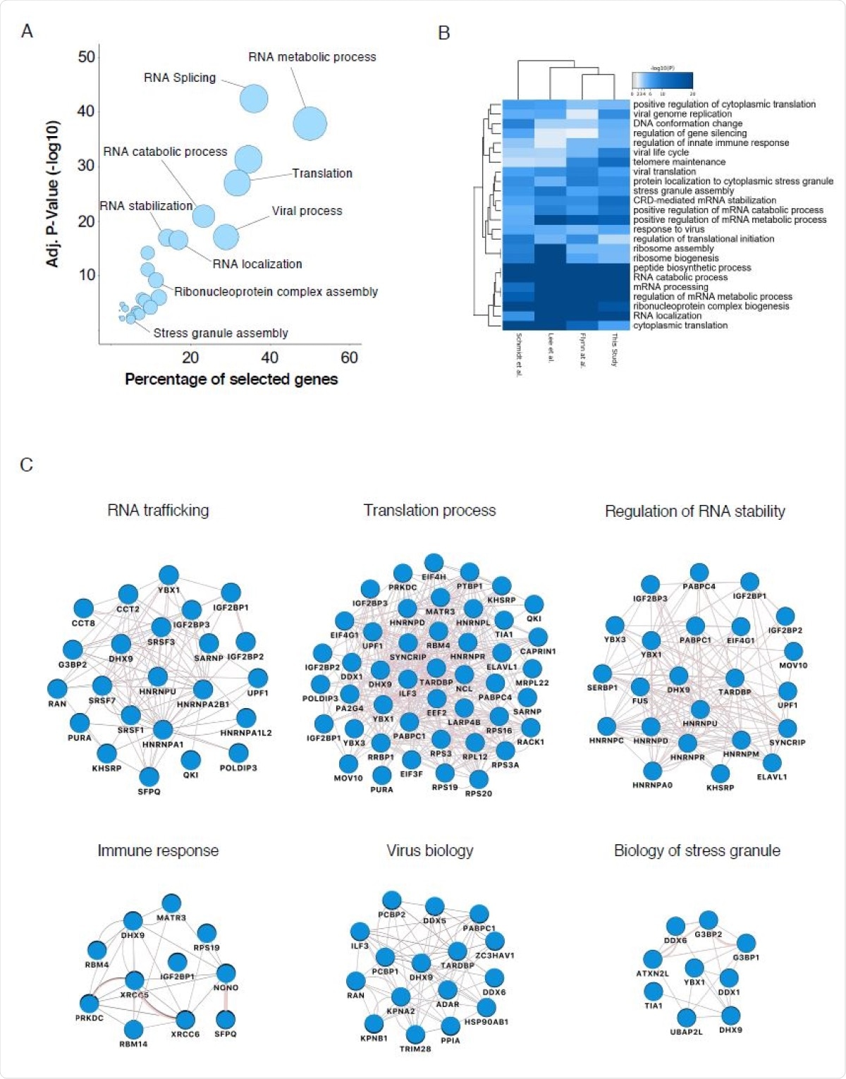Biological analysis of the SARS-CoV-2 RNA interactome (A) GO enrichment analysis of SARS-CoV-2 RNA interactome proteins. Circles represent enriched function for an annotated ontology term and circle size correspond to the number of enriched proteins within that term. (B) Heatmap of the top-ranked GO biological processes enriched across all SARS-CoV-2 RNA interactomes (C) Selected biological process networks of SARS-CoV-2 interactome proteins.