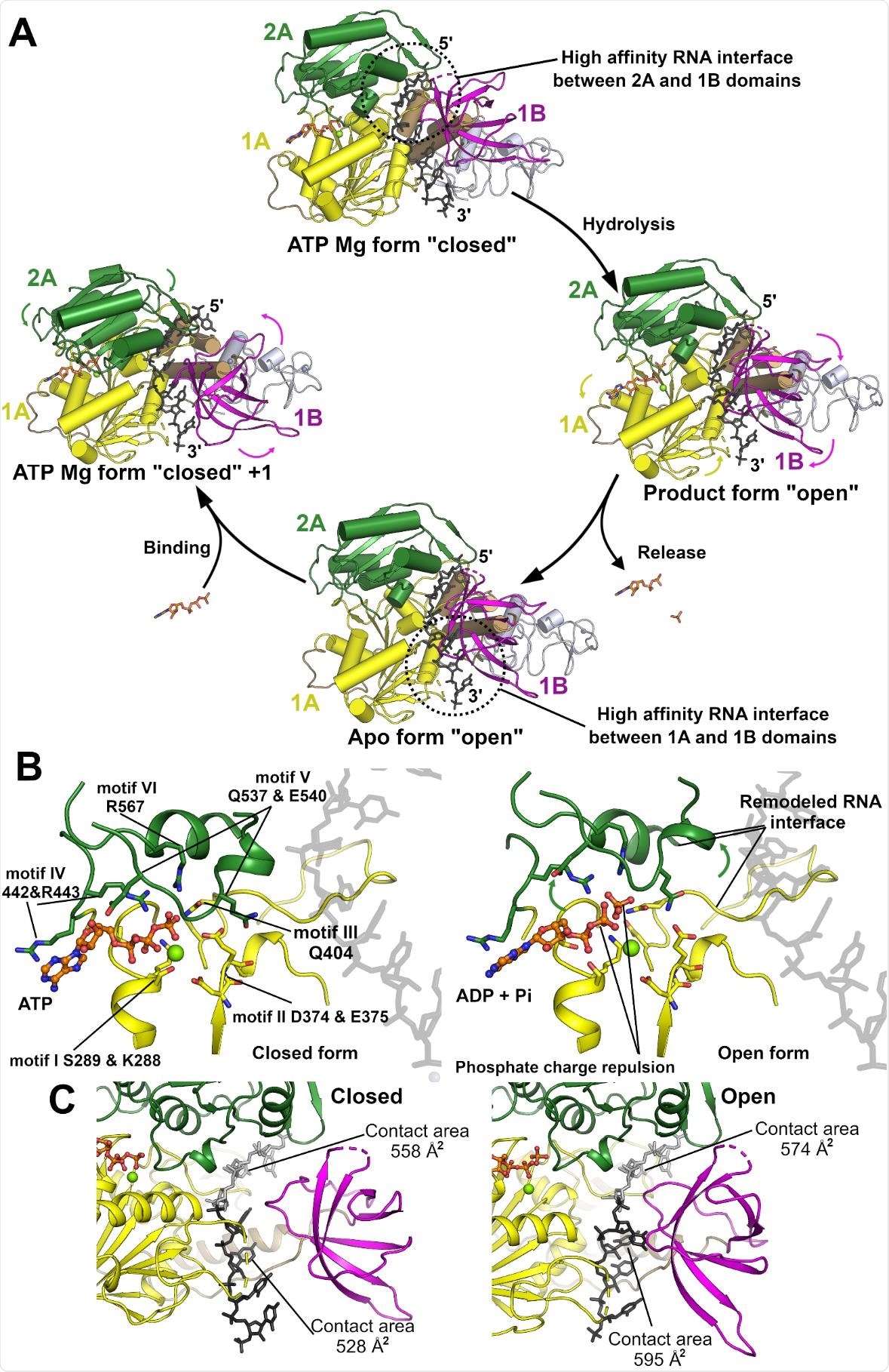 Model for the NSP13 5’ to 3’ translocation mechanism. (A) Proposed translocation mechanism for NSP13 based on the transition from the closed (pre hydrolysis) to open (Product and APO) forms. The transitions are initiated by the binding, hydrolysis and release of ATP which triggers the conformational changes and remodels the RNA interface. (B) Close up view of the active site with ATP in the closed conformation (left) and ADP and Pi in the open conformation (right). Hydrolysis as subsequent charge repulsion could trigger the opening of the cleft between the two domains with conserved motifs on the 2A domain primarily contacting the product phosphate whilst the ADP product interacts with the 1A domain. Several of the phosphate interacting motifs are proximal to regions of the RNA binding interface indicating the possibility of modulation based on hydrolysis status. (C) Remodeling of the RNA interface based on the position adopted by the 1B domain. The closed conformation is show on the left and the open on the right. The contact areas for the 5’ and 3’ RNA regions (depicted in grey and black) is shown.
