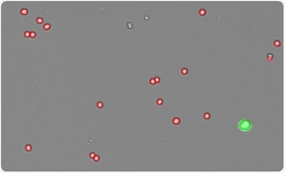 Isolated HEK293T nuclei result image from the CellDrop. Nuclei are stained red while leftover intact cells are stained as green.