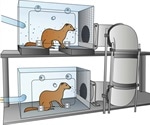 Ferret study shows SARS-CoV-2 airborne transmission dynamics