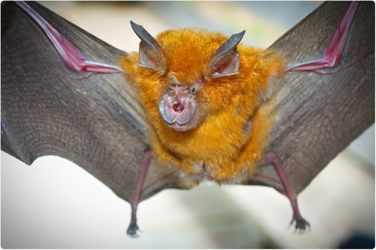 Study: Identification of novel bat coronaviruses sheds light on the evolutionary origins of SARS-CoV-2 and related viruses. Image Credit: Binturong-tonoscarpe / Shutterstock