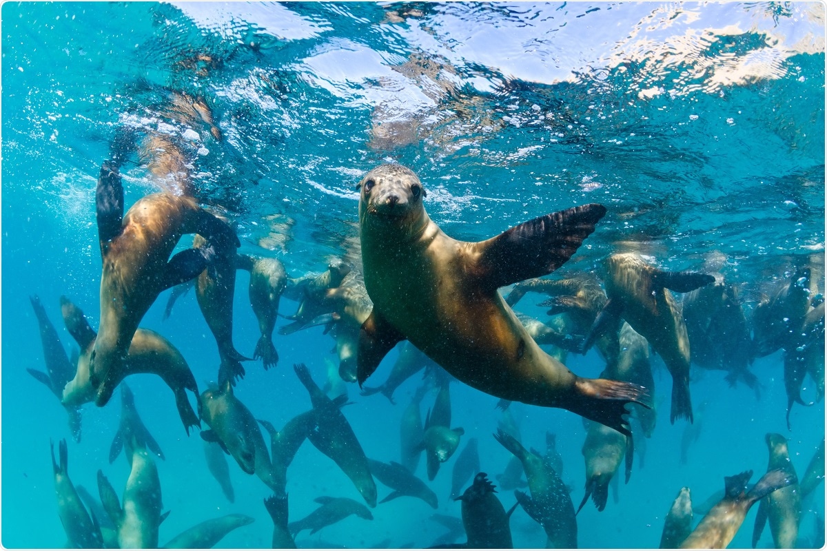 Study: Pandemic danger to the deep: The risk of marine mammals contracting SARS-CoV-2 from wastewater. Image Credit: Joost van Uffelen / Shutterstock
