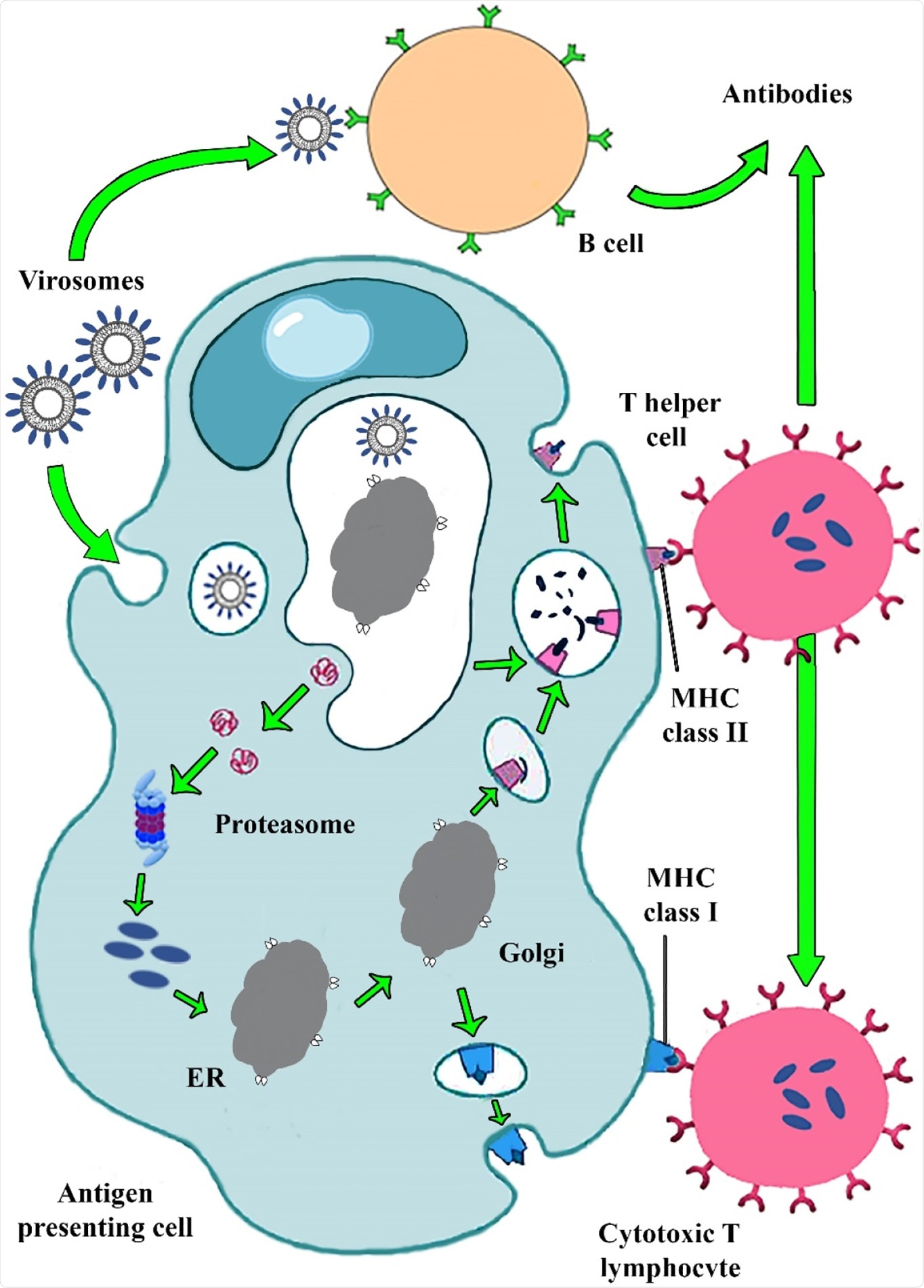 Immunogenic pathway of virosome based vaccine. Virosome binding to pathogen recognition receptors on APCs cell caused IgG, IgA, IgM antibody releases. Virosome entered the cell by endocytic pathway. A viral peptide derived from virosome degradation in endosomal low pH binding to MHC-? and MHC-I? molecules stimulated T helper and CTL cells. CTLs removed viral infections and produced cellular immunity.