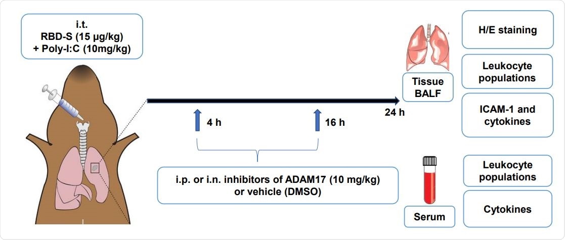 Cartoon depicting the preclinical mouse model of Covid19-related lung inflammation. The model consists of intratraqueal (i.t.) instillation of poly I:C and RBD-S, intraperitoneal (i.p.) or intranasal (i.n.) treatment with apratastat, TMI-1 or vehicle (DMSO), and harvesting of samples for the indicated analyses.