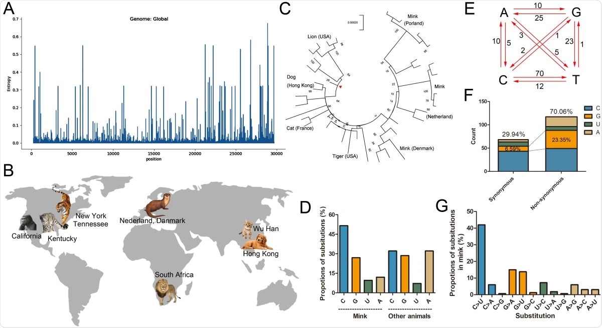 Composition and substitution analysis of SARS-CoV-2 isolated from animals. (A) The evolutionary entropy of specific sites on the SARS-CoV-2 genome in all the GISAID sequences on February 1, 2021. (B) The reported animals infected with SARS-CoV-2 and the defined transmission route from human to animal. (C) Phylogenetic tree using the maximum likelihood method and Tamura-Nei model performed by MEGA-X. The tree was provided with 500 bootstraps. (D) The proportions of uracil, guanine, thymine, and cytidine substitutions (nonsynonymous) in mink SARS-CoV-2 and other animals were separately counted. (E) Base pair changes observed in the mink SARS-CoV-2 genomes. All transitions and transversions were recorded and analyzed (see Supplementary Table S2). (F) The synonymous and nonsynonymous substitutions of mink-CoV were counted and analyzed. (G) The relative proportions of all transitions and transversions were separately analyzed.