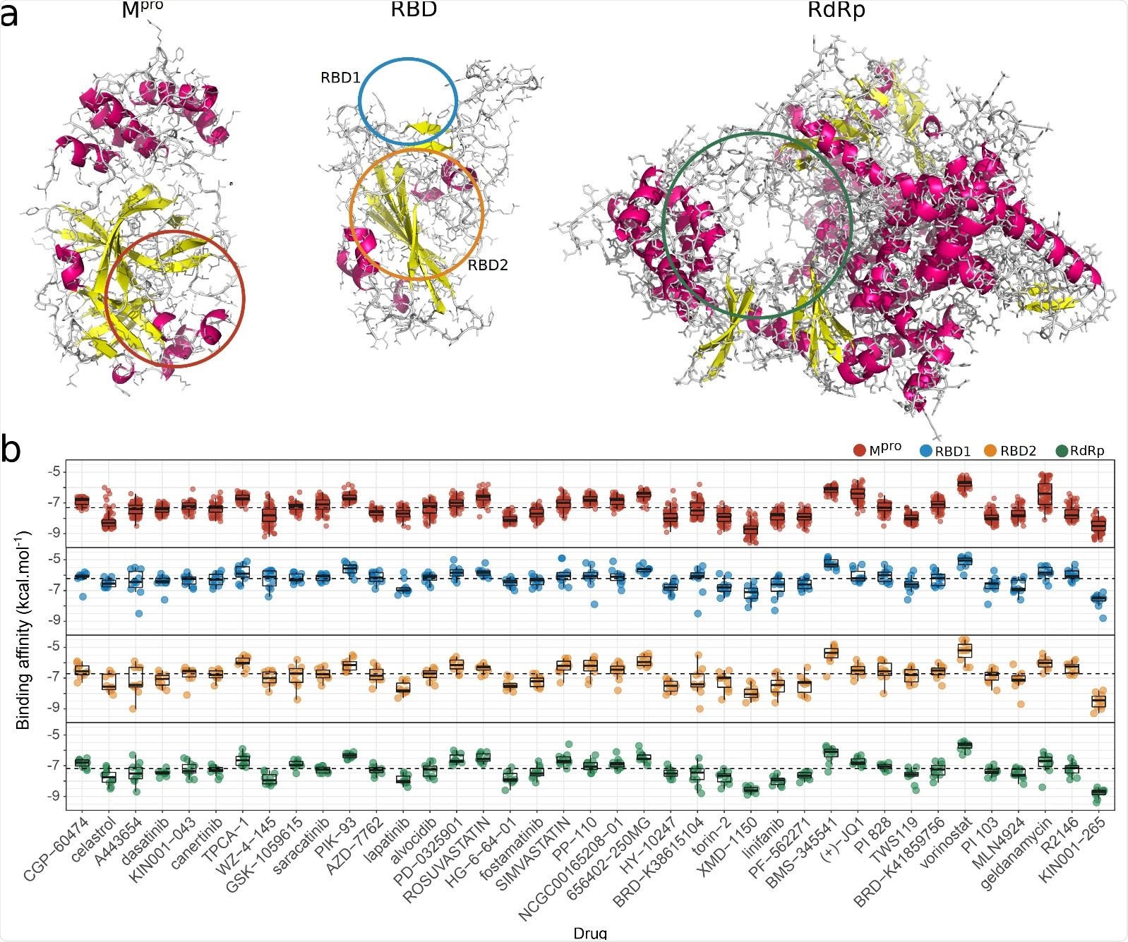 Docking analysis of molecular interactions between viral targets and drugs capable of reversing SARS-CoV-2 genetic signature. (a) Representative structures of the SARS-CoV-2 molecular targets (Mpro, RBD, and RdRp), where atoms are represented as lines and secondary structures as a cartoon with helices highlighted in magenta and sheets in yellow. Colored line circles (red - Mpro; RDB1 - blue; RBD2 - orange; RdRp - green) indicate the binding sites used for docking related to known inhibition of critical regions from each viral target 19,24–27. (b) Boxplots illustrate the affinity binding energies (kcal.mol-1) obtained from docking analysis between several structural conformations of 39 drugs and each viral site (Mpro = 83;