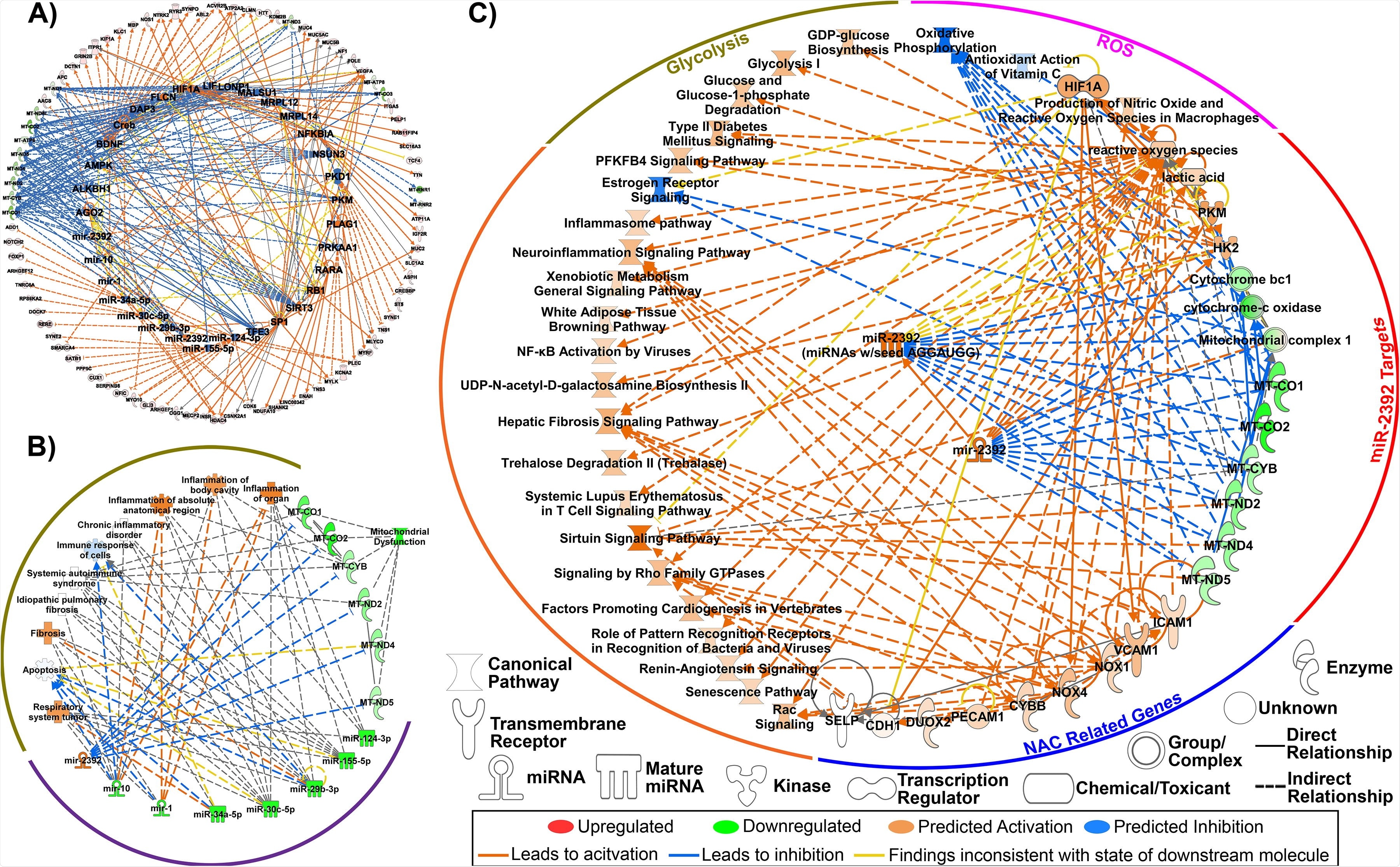 Key miRNA signature as predicted from Bronchial Alveolar Lavage Fluid (BALF) RNA-seq data in patients with COVID-19. A) Predicted upstream regulators determined through Ingenuity Pathway Analysis (IPA) consistent with the transcriptional response from differentially expressed genes (FDR<0.05; outer ring). Eight miRNAs were among the key regulators in response to COVID-19 (inner ring). B) Major biological responses resulting from dysregulation of this eight miRNA signature drive immune- and inflammatory719 related pathways as well as mitochondrial dysfunction determined through IPA. C) Pathway regulation by miR-2392 from BALF RNA-seq data determined through IPA.