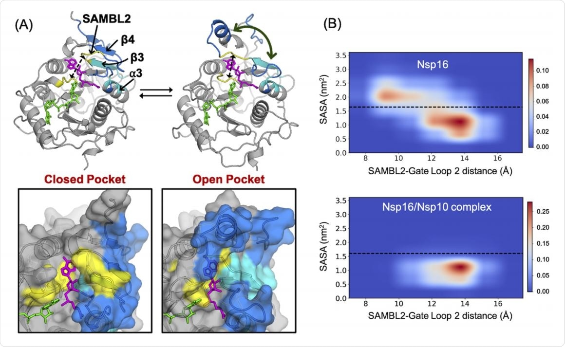 Nsp10 binding shifts Nsp16’s conformational ensemble increasing its propensity to adopt structural states that are ligand binding compatible. (A) Ten structures of Nsp16 that represent the DiffNet prediction changing from inactive to active (white to purple). (B) Comparison of the DiffNet predicted active and inactive states (purple + white, respectively) to the starting simulation state (yellow), a known SAM and RNA bound structural state (orange), and a known SAM (but not RNA) bound state (teal). All structures aligned to 6WKS (orange). (C) Probability-weighted distance distribution between RNA-binding gate loops 1 and 2 comparing monomeric Nsp16 (black) to the Nsp10-Nsp16 complex (gray). (D) Probability-weighted distance distribution between SAM-binding loop 2 and gate loop 2, comparing monomeric Nsp16 (black) to the Nsp10-Nsp16 complex (gray). For (C) and (D), the distance for a SAM and RNA bound crystal structure is also plotted (red dotted line).