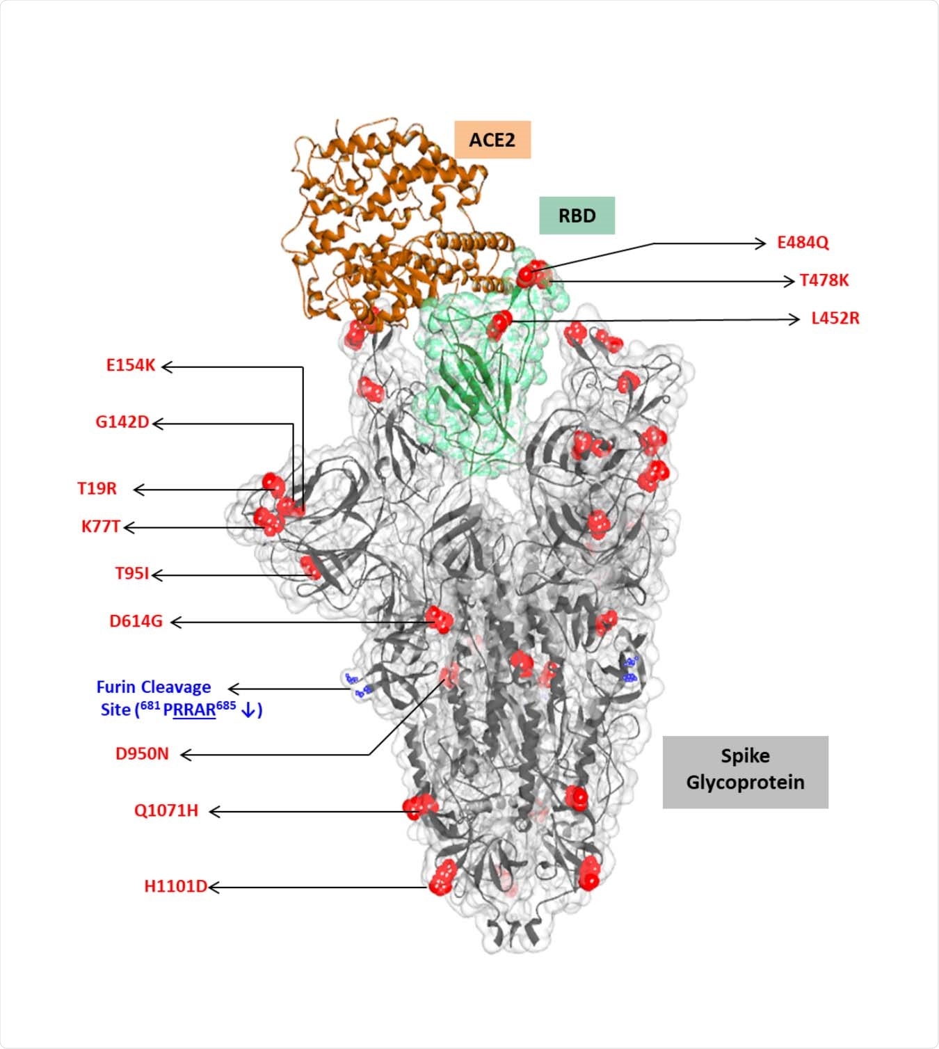 Mapping of key mutations on the furin-cleaved crystal structure of SARS-CoV-2 spike glycoprotein (grey surface view) in complex with ACE2 (brown solid ribbon). RBD region shown in green
