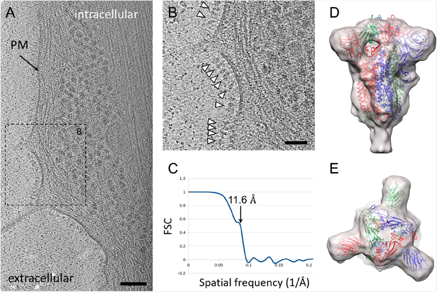 CryoET and subtomogram average of ChAdOx1 nCoV-19 derived spike. (A) Tomographic slice of U2OS cell transduced with ChAdOx1 nCoV-19. The slice is 6.4 Å thick; PM = plasma membrane, scale bar = 100 nm. (B) Detailed view of the boxed area marked in (A). White arrowheads indicate spike proteins on the cell surface; scale bar = 50 nm. (C–E) Subtomogram average of ChAdOx1 nCoV-19 spikes at 11.6 Å resolution as indicated by Fourier-Shell correlation at 0.5 cutoff (C), shown from side view (D) and top view (E). SARS-CoV-2 atomic model (PDB 6ZB5)(29) is fitted for reference.