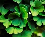 Research suggests that Ginkgo biloba extract contains naturally occurring inhibitors against SARS-CoV-2