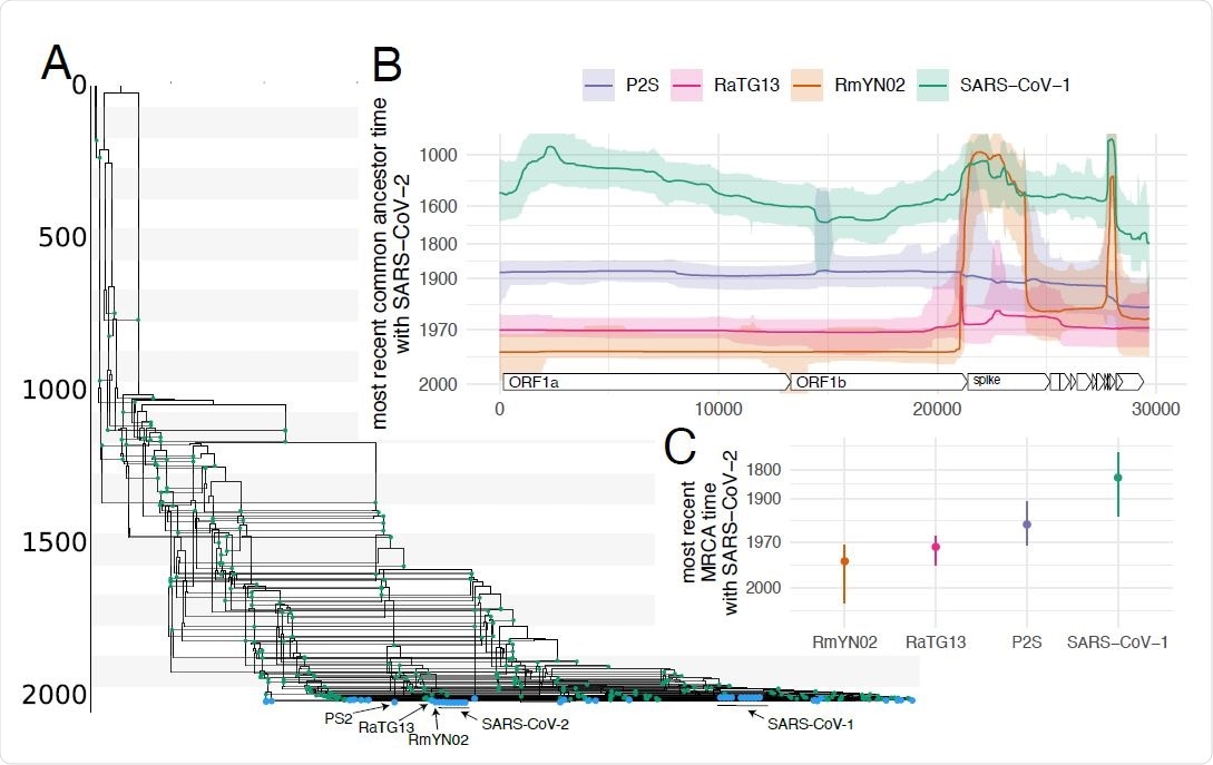 Evolutionary history of SARS-like viruses. A Maximum clade credibility network of SARS-like viruses. Blue dots denote samples and green dots recombination events. B Common ancestor times of Wuhan- Hu1 (SARS-CoV-2) with dierent SARS-like viruses on dierent positions of the genome. The y-axis denote common ancestor times in log scale. C Most recent time anywhere on the genome that Wuhan-Hu1 shared a common ancestor with dierent SARS-like viruses
