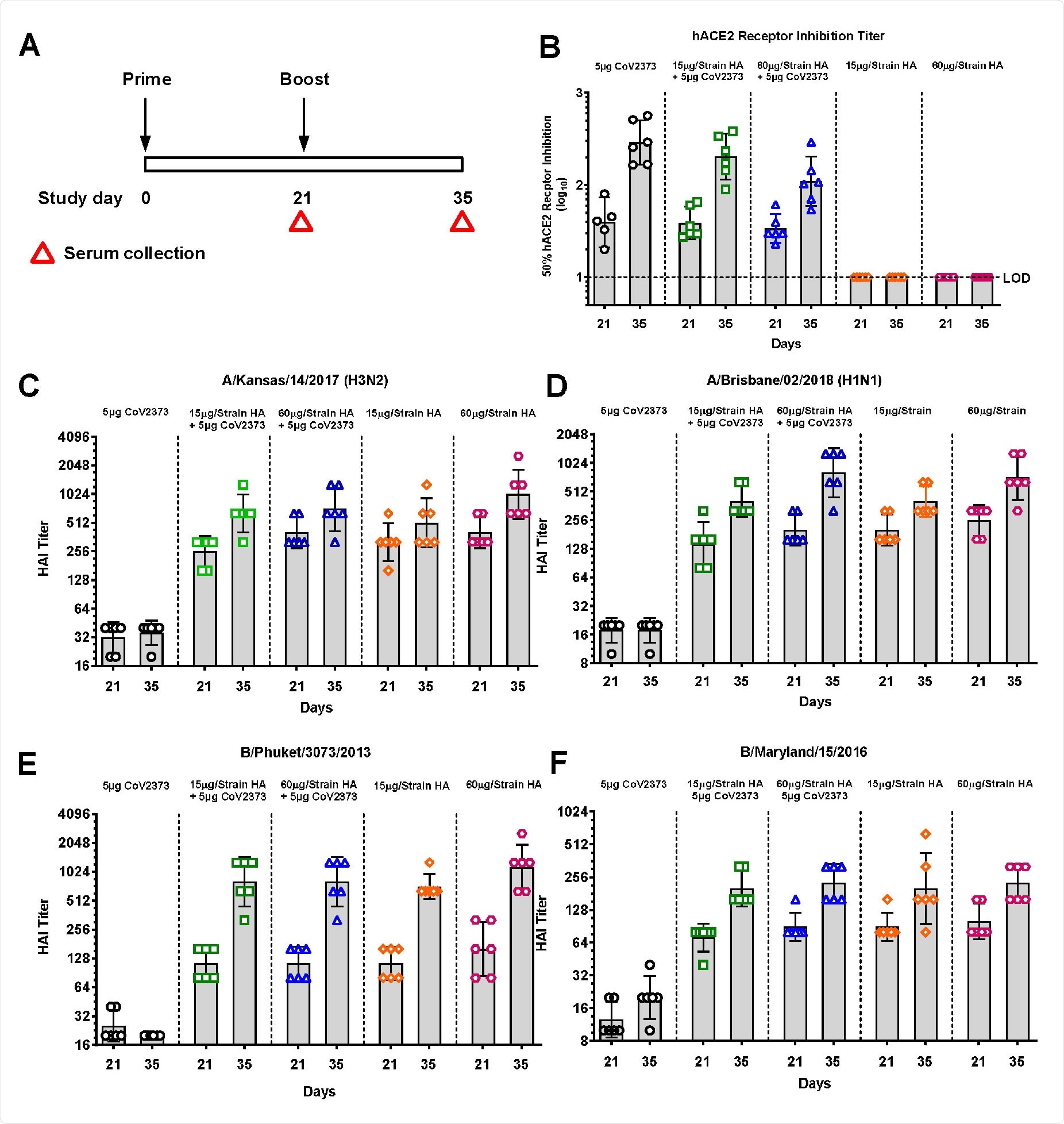 Influenza virus neutralizing antibodies in hamsters immunized with qNIV/CoV2373 combination vaccine. Groups of hamsters were immunized with the combination qNIV/CoV2373 or with the component vaccines as indicated in Figure 2A. Virus neutralizing titers were determined 14 days after 1 dose and 14 days after the booster immunization (study day 28). (A, B) A/Kansas/14/2017. (C, D) A/Brisbane./02/2018. (E, F) B/Phuket/3073/2013. (G, H) B/Maryland/15/2016. Bars indicate the geometric mean titer (GMT) and error bars indicate the 95% confidence interval. Horizontal dashed line indicates the limit of detection (LOD).