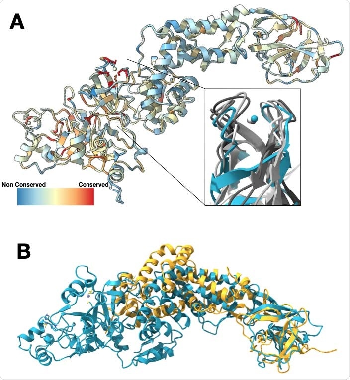 Nsp2 has a conserved zinc binding motif but otherwise shows low conservation. (A) Nsp2 structure depicted as ribbon and colored by conservation (see methods for details). The four cysteines show the highest conservation and are indicated in red. The magnified insert shows the zinc ribbon motif of Nsp2 in cyan aligned to zinc ribbon motifs from structurally similar structures in the PDB in shades of gray (PDBs: 1JJ2, 5XON, 1QUP, 4C2M). (B) Structure of IBV Nsp2 (PDB:3LD1, yellow ribbon) aligns well to the C-terminal region of SARS-CoV-2 Nsp2 (cyan) even though it has less than 10% sequence identity.
