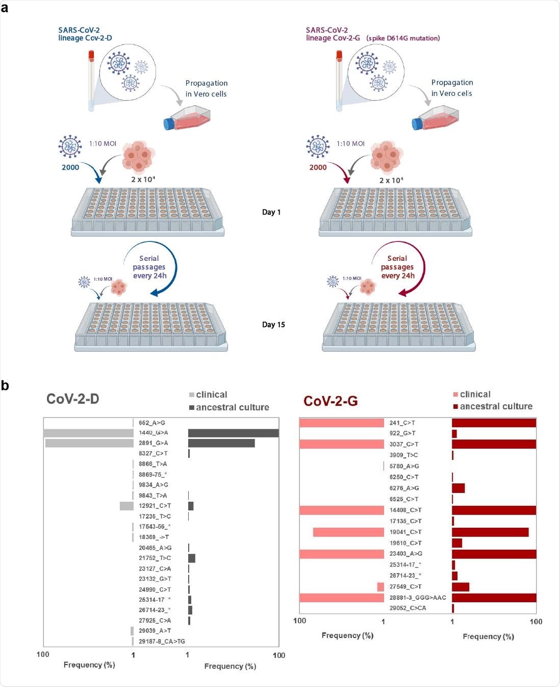 Experimental evolution design and ancestor backgrounds. a, Schematic of the experimental design of the mutation accumulation experiments where two viral backgrounds were propagated in Vero cells (created with BioRender.com). b, Mutations and their frequencies in the clinical isolates and their corresponding derived ancestors for the propagations. For the sake of figure simplicity, the complex mutations indicated in the figure with an asterisk correspond to: 8869-75_TTTGCCT>CAAACCA; 17543- 56_TGTTCCTCGGAACT>AGTTCCGAGGAACA; 25314-17_GATC>TATG; 26714- 23_TTTTGTGCTT>-GTTGTAC- -