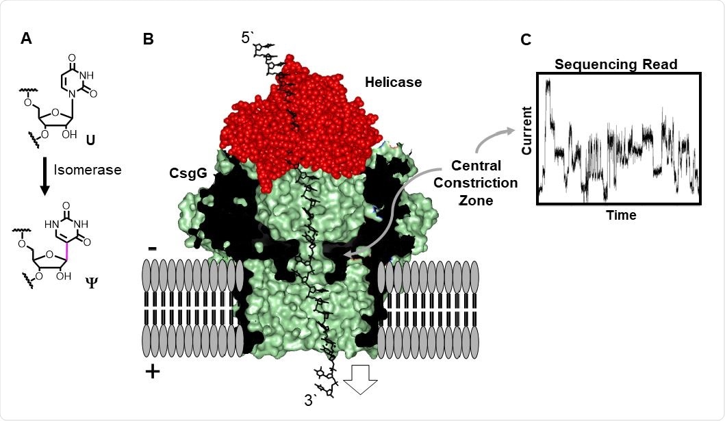 Direct RNA sequencing for Ψ by monitoring current vs. time traces in a protein nanopore-helicase platform. (A) Isomerization of U yields Ψ. (B) Structural depiction of the CsgGhelicase nanopore setup used in the R9.1.4 MinION/Flongle flowcells manufactured by ONT. (C) Example ion current vs. time trace.