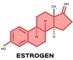 Estradiol and the Brain