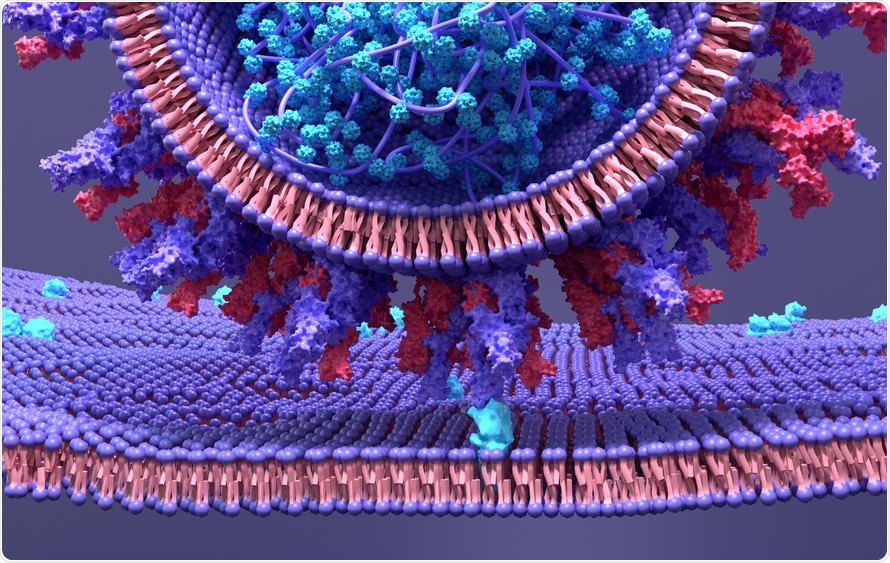 Study: SARS-CoV-2 B.1.1.7 and B.1.351 spike variants bind human ACE2 with increased affinity. Image Credit: Design_Cells / Shutterstock