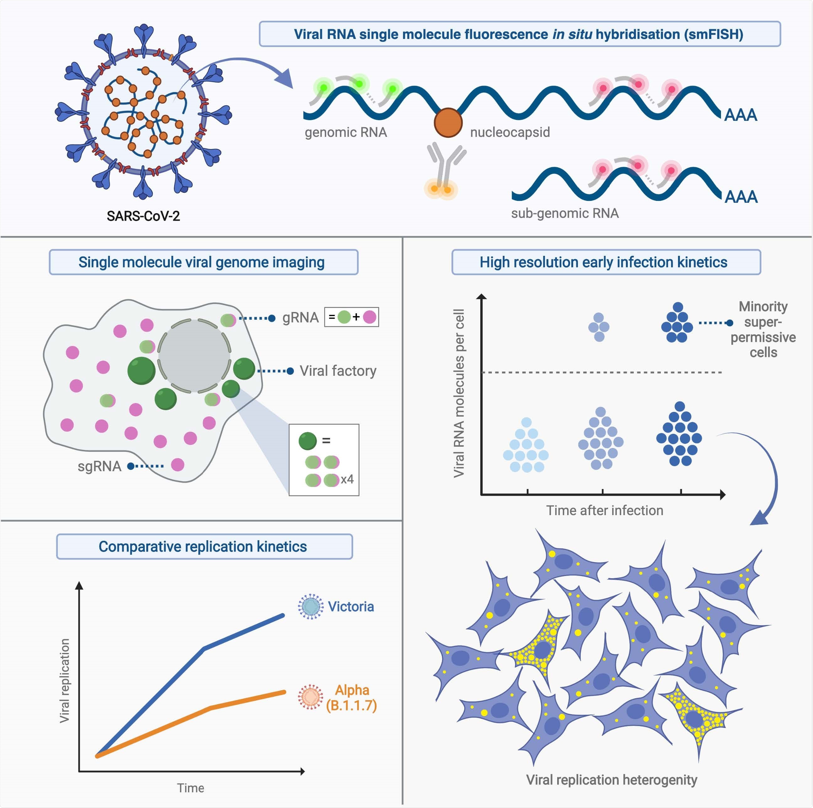 Study: Absolute quantitation of individual SARS-CoV-2 RNA molecules: a new paradigm for infection dynamics and variant differences