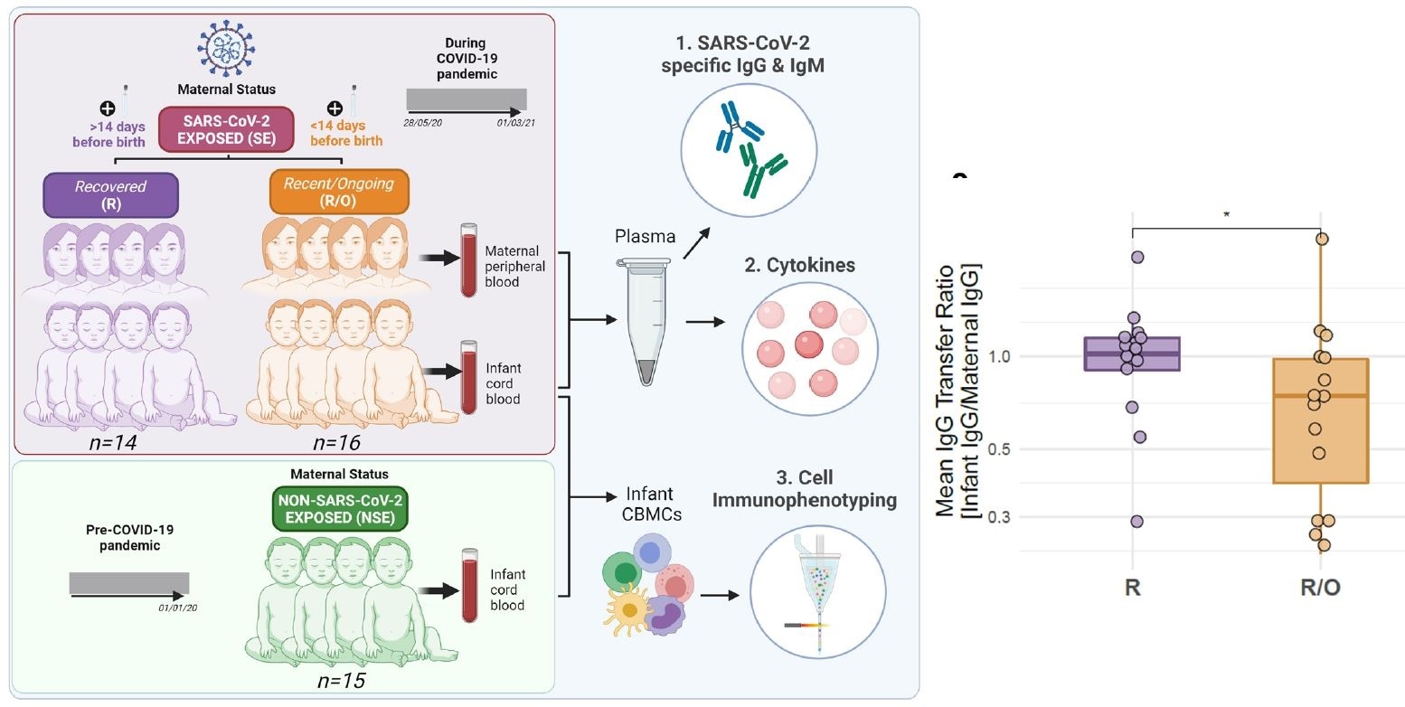 Infants born to SARS-CoV-2 exposed mothers are IgG+IgM- and reduced antibody transfer is seen in the recent/ongoing group. a, Study outline illustrating recruitment of infants and mothers in the SE group (n=30), comprised of two groups (R: