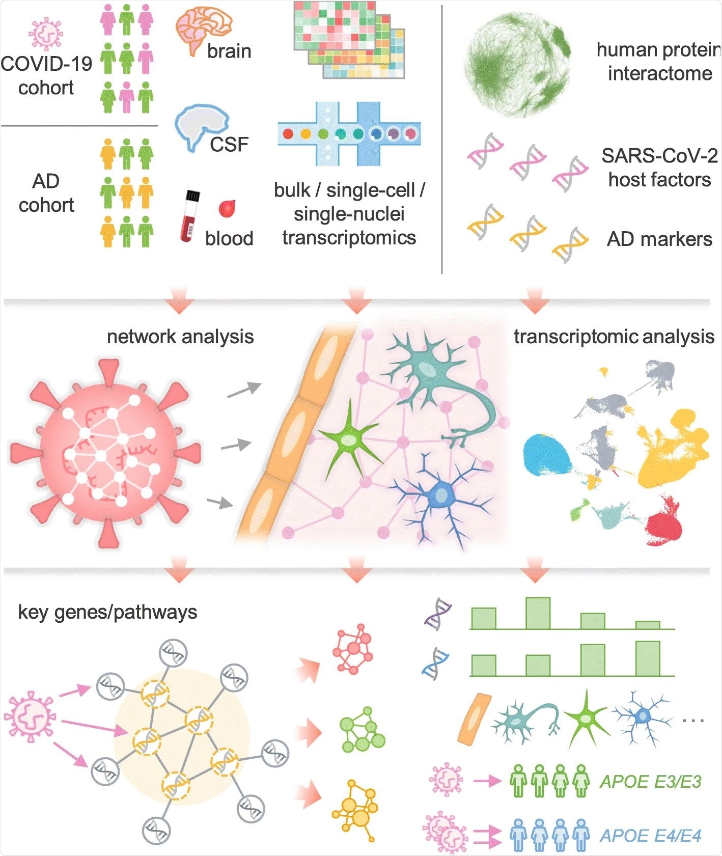 A diagram illustrating a network-based, multimodal omics analytic framework. We examined the transcriptomes (both bulk and single-cell or single-nucleus) of patients with COVID-19 (blood and cerebrospinal fluid [CSF] samples) or Alzheimer’s disease (AD) (brain samples). We also compiled ten SARS-CoV-2 host (human) factor datasets based on CRISPR-Cas9 assays or protein-protein interaction assays, AD blood and CSF markers, and neurological disease-associated genes/proteins. Using network proximity analysis in the human protein-protein interactome, we investigated network-based associations between SARS-CoV-2 host factors and several selected neurological diseases. To understand the potential mechanisms through which SARS-CoV-2 affect the brain, including direct brain invasion, neuroinflammation, and microvascular injury, we examined (1) the expression changes of AD markers in COVID-19 patients, (2) the expression of SARS-CoV-2 host factors in AD patients and healthy individuals at tissues, brain regions, and single-cell/nucleus levels. These transcriptomic analyses were accompanied by network analysis to uncover the potential mechanisms (key genes or pathways) involved in protein-protein interactions.