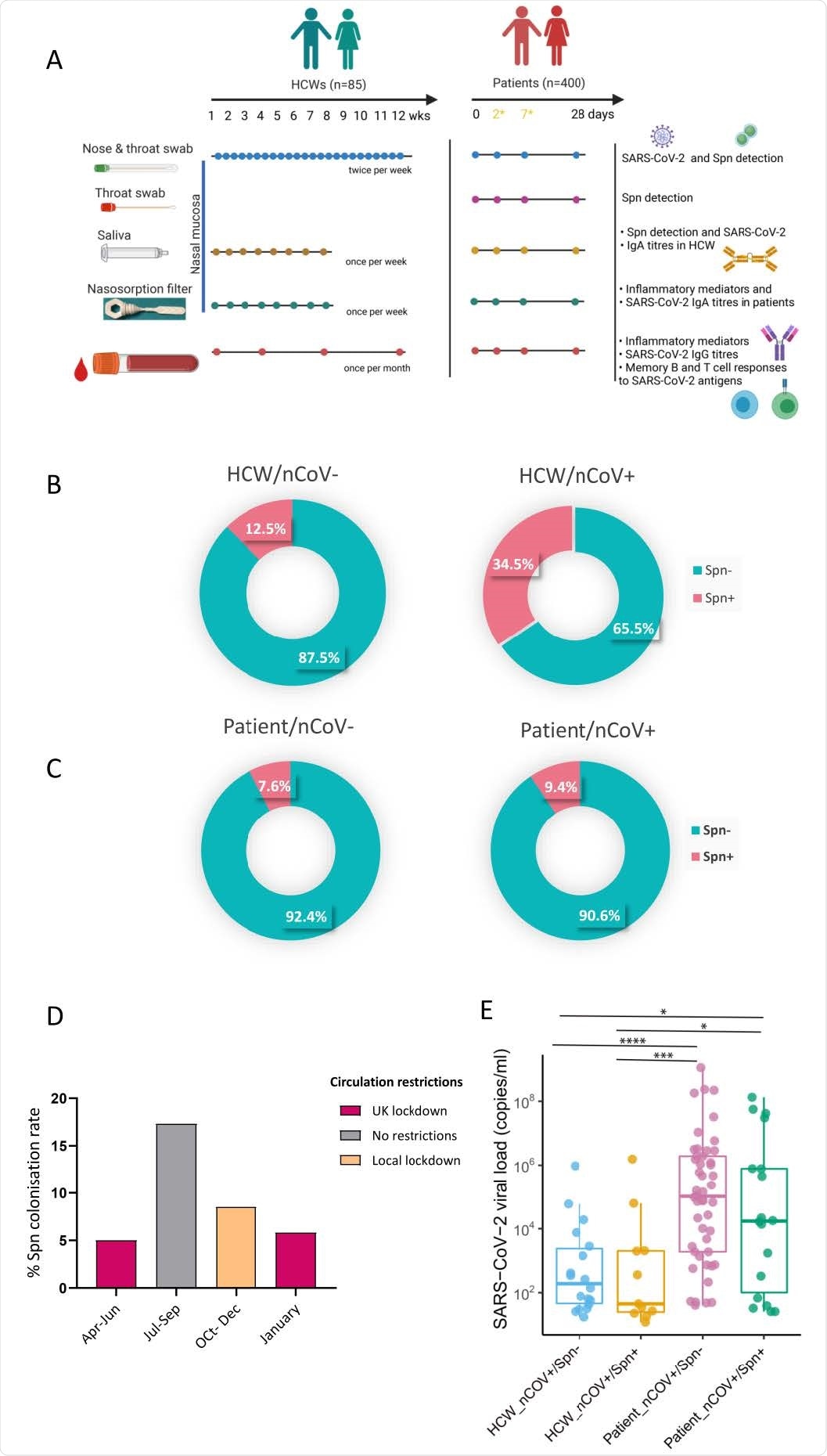 Prevalence of pneumococcal colonisation amongst SARS-CoV-2 positive and negative HCWs and patients. A) Experimental design of the study with sample type, sample collection schedule and measurable per sample type depicted for both HCW and patient cohorts. In patient cohort, day2 and day7 samples were collected only if individuals who were hospitalised. B-C) Doughnut charts showing the percentage of pneumococcal prevalence in B) HCWs (n=85) and C) patients (n=400), infected and non-infected with SARS-CoV-2. Fisher’s exact test was used to compare percentages. D) Percentage of pneumococcal colonisation rate detected in patient cohort during calendar periods of different circulation restrictions rules applied. 5% (6/119) from April- June, 17.3% (13/75) from July to September, 8.5% (13/154) from October to December and 5.8% (3/52) in January. E) Levels of viral load, expressed as RNA copies/ml as detected by Genesig RT-qPCR in HCW non-colonised (n=19, light blue) and Spn-colonised (n=10, yellow) and patient non-colonised (n=73, lilac) and Spn-colonised (n=19, green).