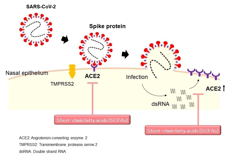 Short chain fatty acids have potential therapeutic applications against COVID-19, study suggests