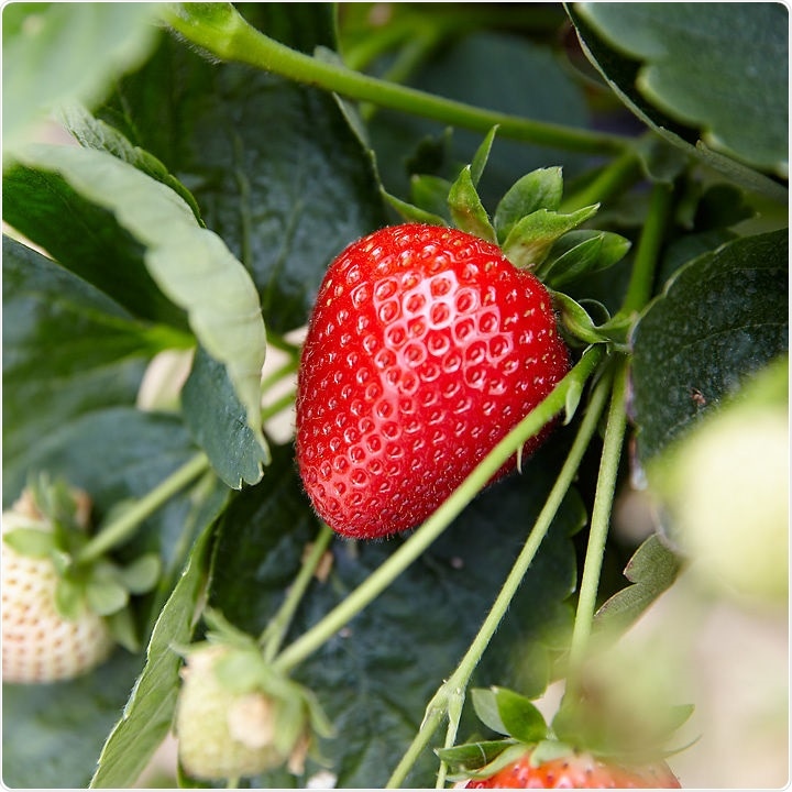 Strawberries could improve cardiometabolic risk factors in at-risk adults