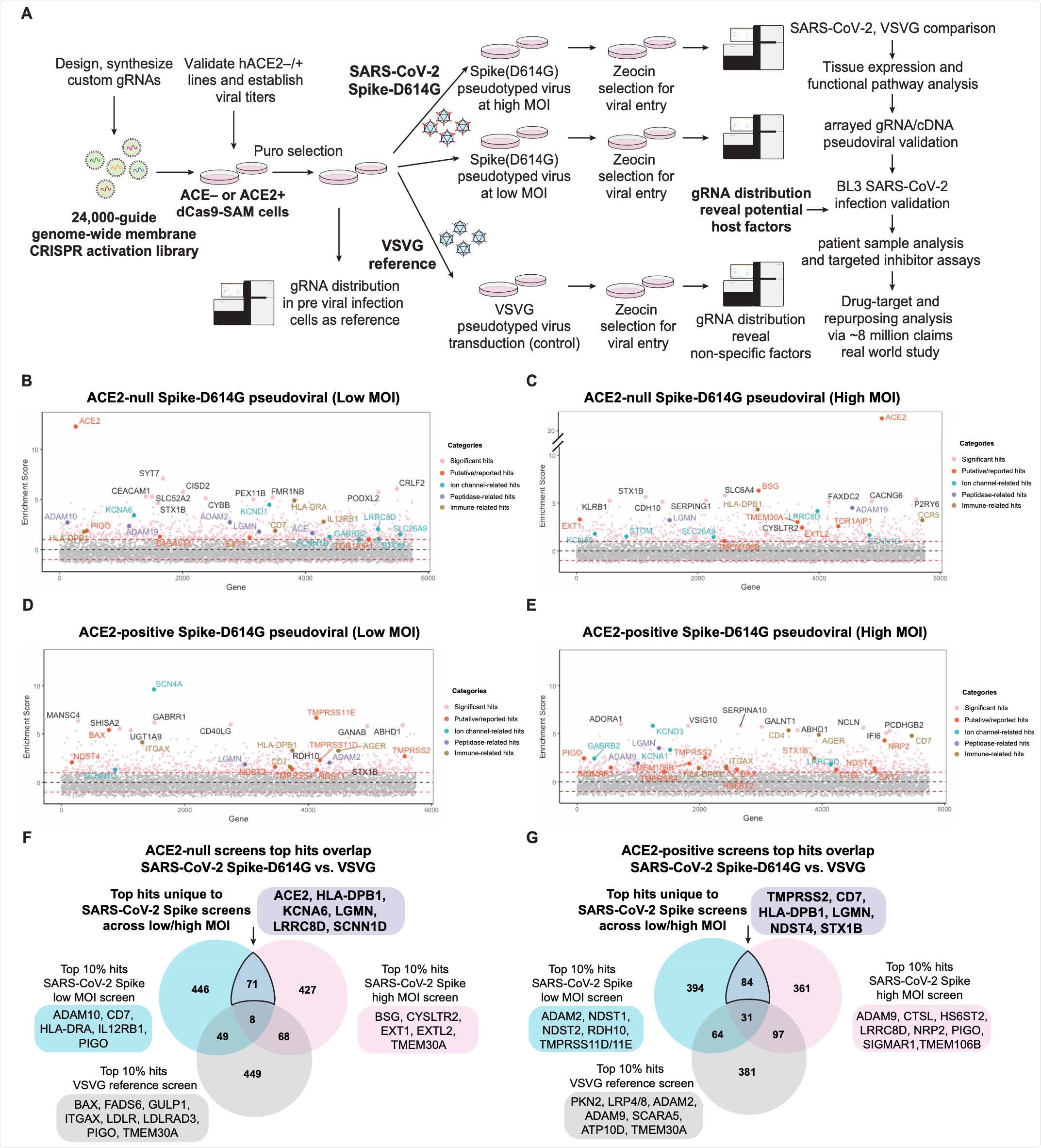 Membrane-focused CRISPRa screening identifies potential host factors involved in Spike-dependent SARS-CoV-2 virus entry. (A) Screen pipeline showing different conditions used (ACE2-null, ACE2-positive, at low or high MOI, with VSVG references), downstream analyses and validation workflow. (B-E) Enrichment scores of CRISPRa screen across different conditions with top hits highlighted and colored by their functional categories. (F-G) Differential analysis of top 10% hits from SARS-CoV-2 Spike and reference VSVG screens. The unique hits in SARS-CoV-2 screens identify putative virus-specific host factors.
