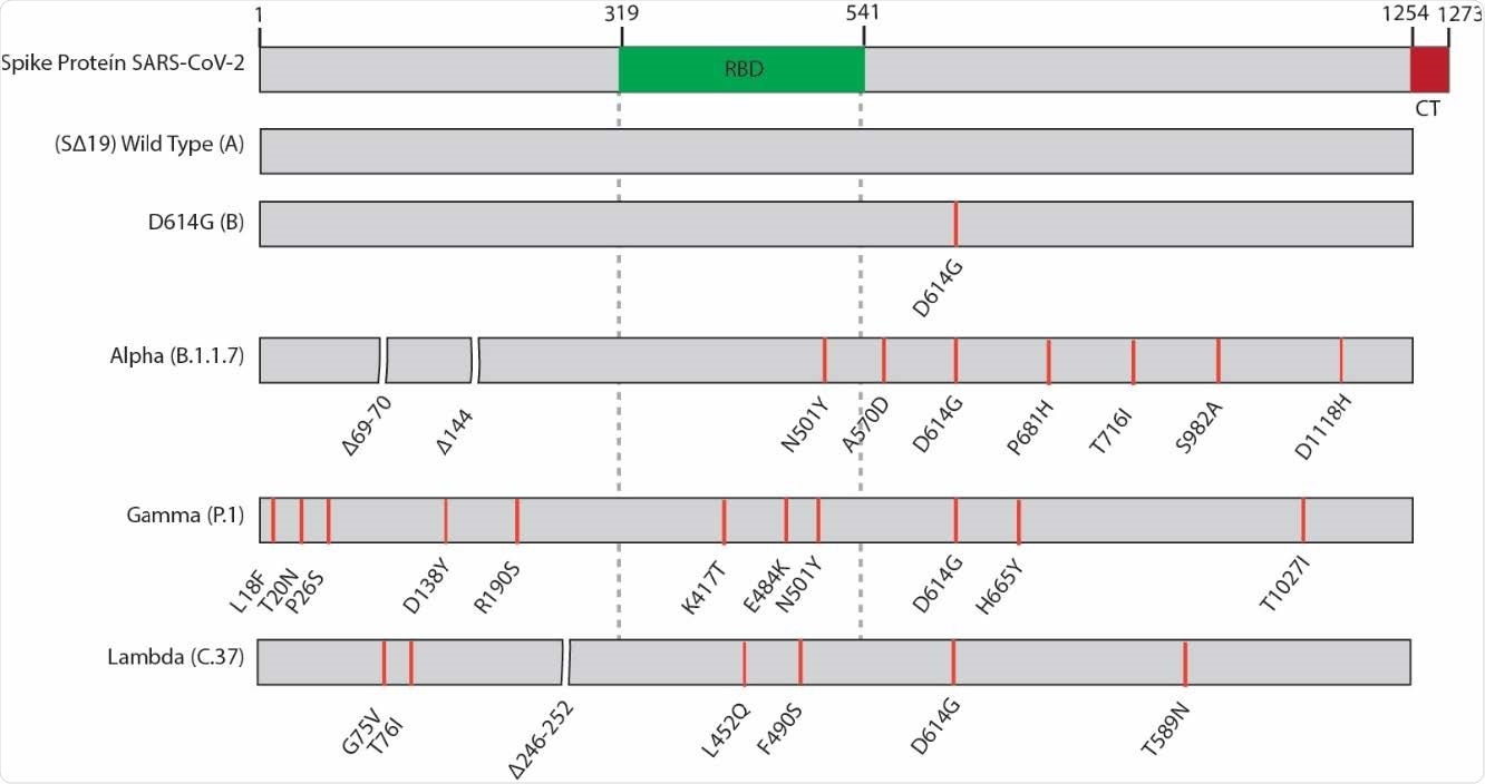Schematic representation of the SARS-CoV-2 spike protein and the variants used in this study. Lineages are indicated in parenthesis. RBD, receptor-binding domain, CM; cytoplasmic tail.