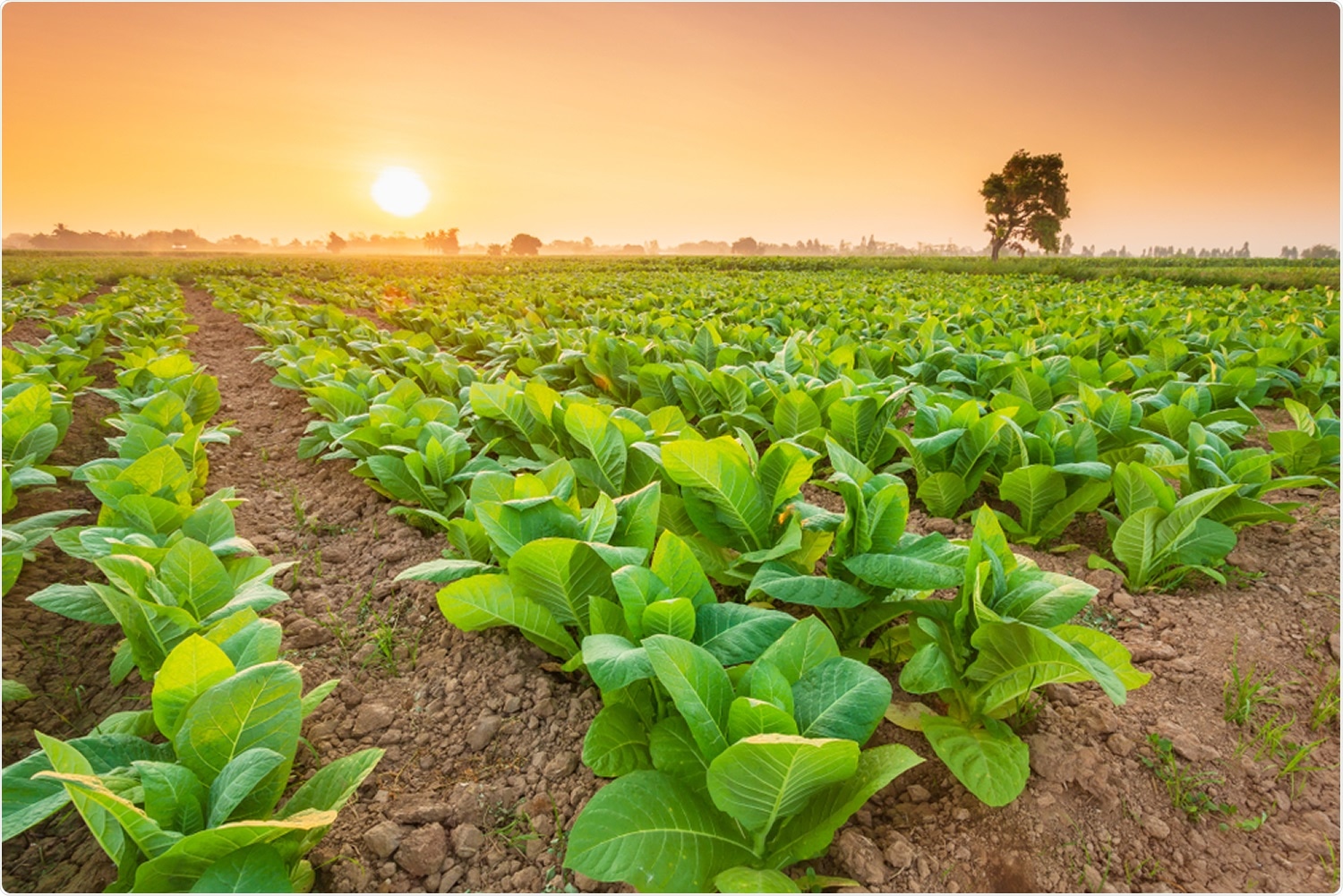 Tobacco plants. Image Credit: Piyawat Nandeenopparit / Shutterstock