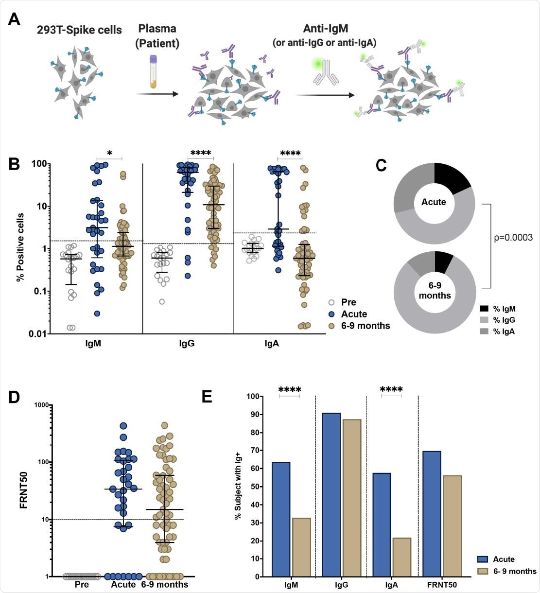 Comparison of antibody response in SARS-CoV-2-infected individuals during the acute phase and 6-9 months post infection. Individuals were sampled 2-9 days post laboratory confirmation and 6-9 months later. (A) Schematic model of the S-Flow assay. (B) Amount of antibodies against spike protein were reported as percentage of spike-expressing 293T cells bound by IgM, IgG, IgA in the S-Flow assay. (C) Pie charts show the proportion of anti-S IgM, IgG and IgA antibodies. (D) SARS-CoV-2 neutralizing activity was calculated as FRNT50 titer in foci reduction neutralization test (FRNT). (E) Comparison of the percentage of individuals positive for anti-S IgM, IgG, IgA and FRNT50. Statistical comparisons were performed by Mann Whitney test (B and D) and Chi-square test (C and E). The dashed line indicates the cutoff for positivity based on values calculated following formula: cut-off = % mean positive cells from 19 pre-pandemic samples + 3x standard deviation. Each dot represents the result from a single individual. Lines represent median and IQR. *p < 0.05, **p <0.01, ***p <0.001, and ****p < 0.0001. Pre-pandemic